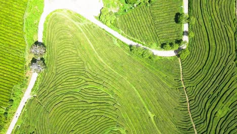 plantación de té cha gorreana vista aérea con exuberantes campos verdes en terrazas en las azores, portugal