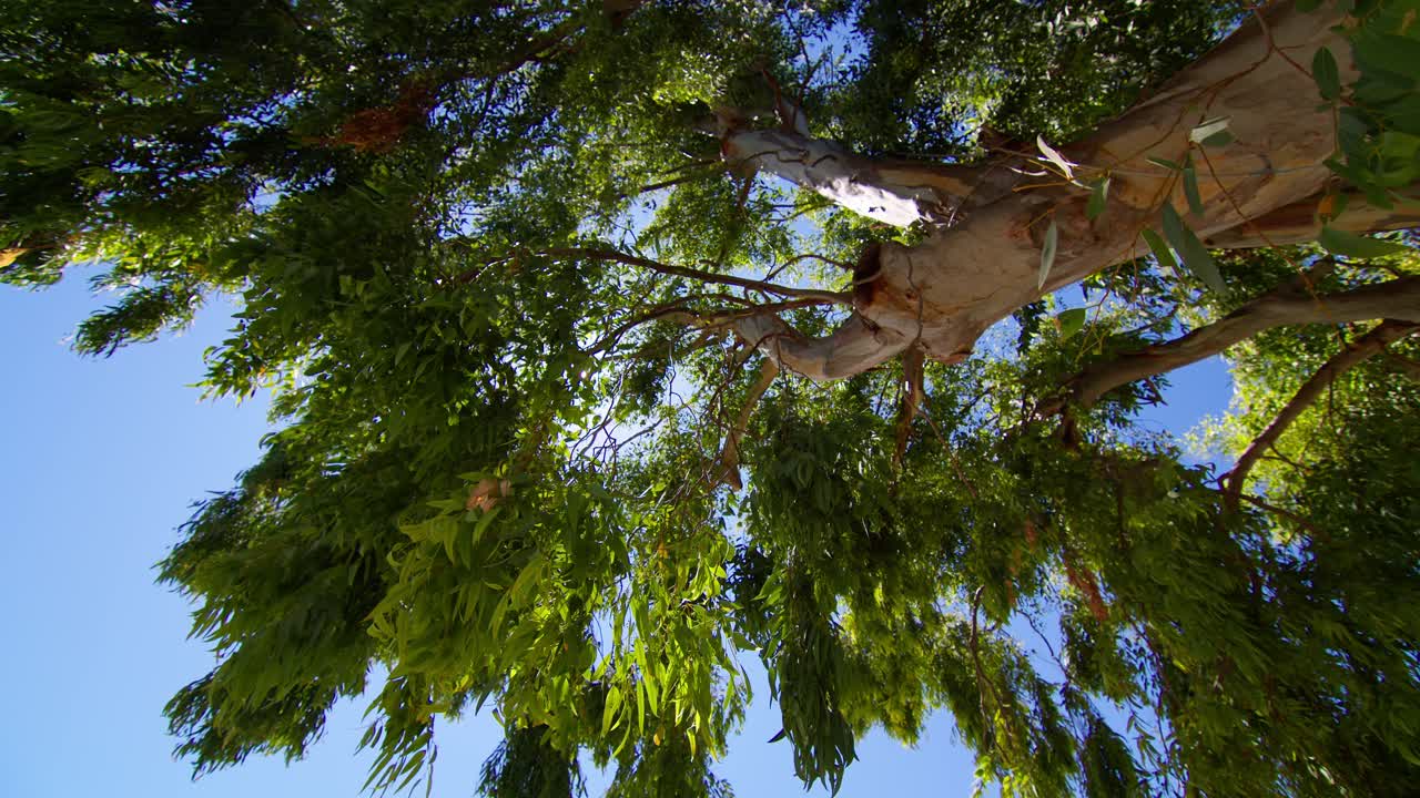 Scopello city center trees sway under bright sun in Sicilia, relaxing mood