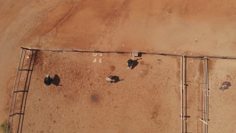 The-island-of-Curacao-has-an-amazing-African-Ostrich-farm-near-the-coastline