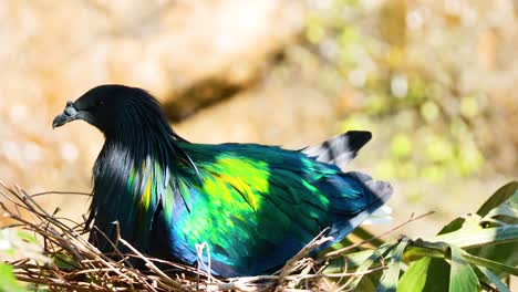 nicobar pigeon resting on a nest in zoo