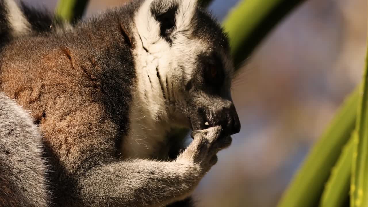 Un primo piano dettagliato di un lemure dalla coda ad anelli che tiene e mangia del cibo con le zampe.
