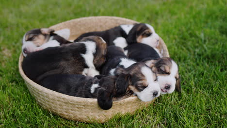 szczenięta beagle śpią w koszu, który stoi na zielonej trawie.