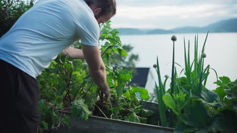 European-Man-Harvesting-Beetroot-In-The-Backyard