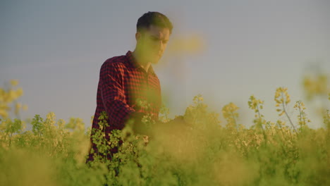 farmer inspecting canola field for diseases