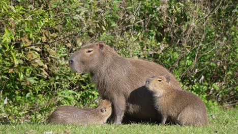 capybara mother nurses young on wetland grass at water’s edge