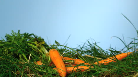 carrots falling over grass on blue background