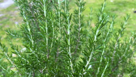 fresh rosemary plant growing outdoors in garden at sunlight