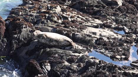 foca sentada en las rocas junto al océano