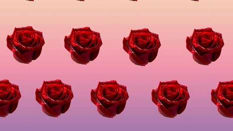 composition of rows of red roses moving on pink background