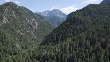 pine tree forest on wasatch mountains in american fork canyon, utah