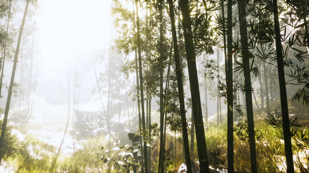 대나무 줄기와  ⁇ 빛은 식물의 벽과 안개를 통해 빛납니다.