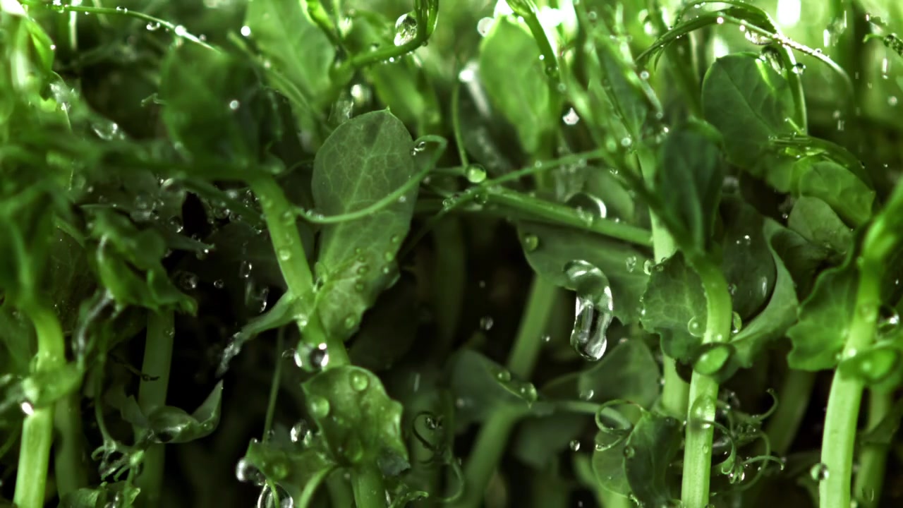 Gocce d'acqua al rallentatore che cadono su germogli freschi di piselli verdi