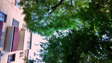 a view up through lush green trees at a building in crimea, russia