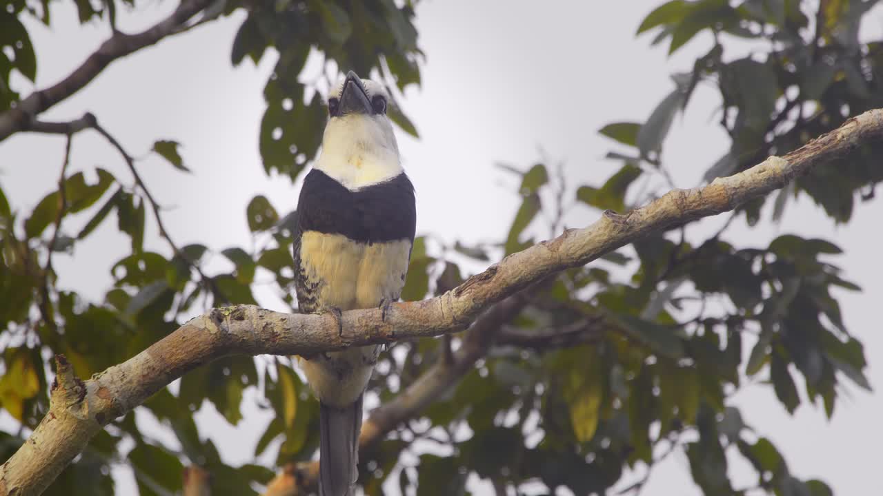 White-necked puffbird perched on a branch, lets out loud calls echoing across Peru’s Amazon jungle canopy.