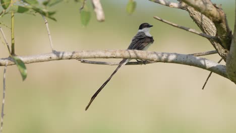 Profile-shot-of-little-fork-tailed-flycatcher,-tyrannus-savana-perching-on-tree-branch,-preening-and-grooming-its-wing-feathers-against-blurred-grassland-background-at-ibera-wetlands,-pantanal-brazil