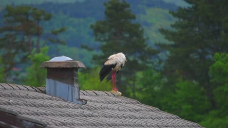 A-stork-on-top-of-a-roof,-just-chilling-and-flapping-her-wings