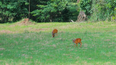 Wildhirsche-Im-Nationalpark-Khao-Yai-In-Thailand,-Die-Gras-Fressen