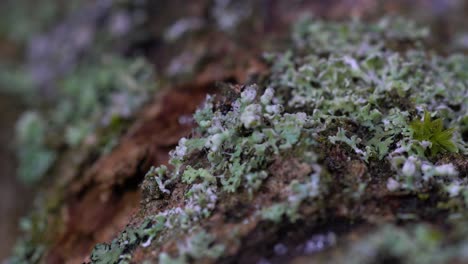 extreme macro of a dead branch covered with lichens and mosses