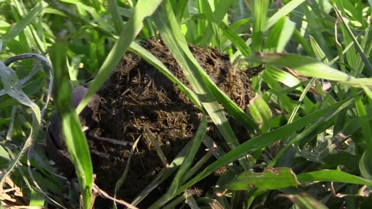 Palla di sterco rotolata da uno scarabeo stercorario maschio africano attraverso l'erba verde verso la telecamera mentre la femmina è seduta sulla palla di sterco.