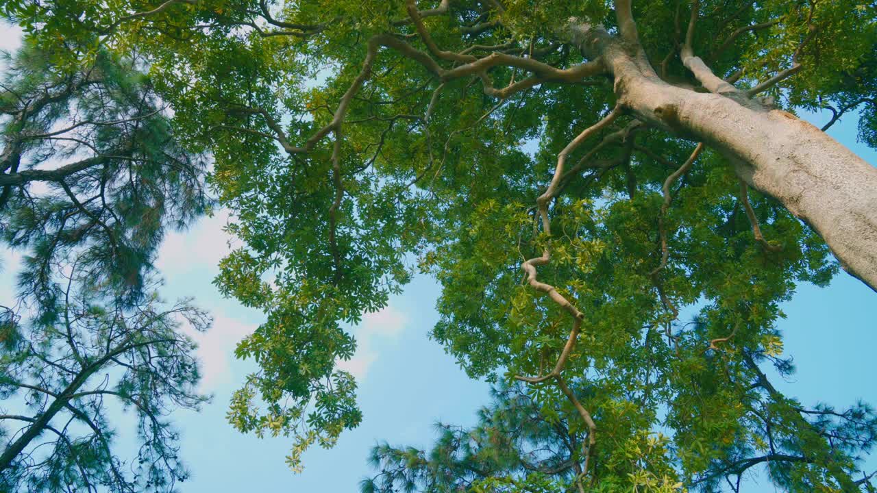 바람이 흔들리는 나무