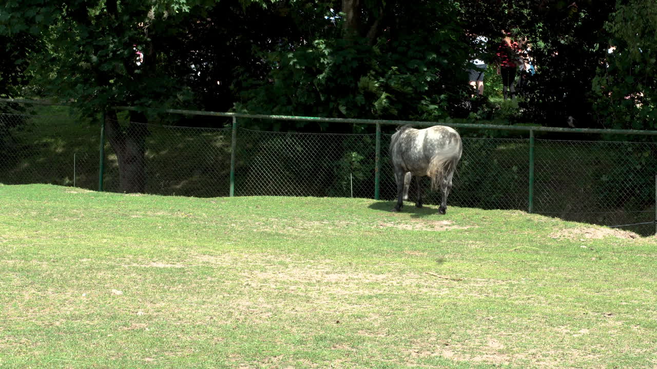 Pulire l’erba verde nel paddock, l’animale in uno spazio recintato