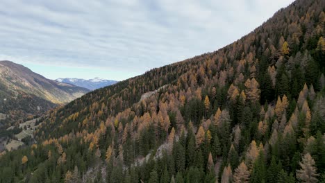 秋季的阿爾卑斯山谷, 有不同顏色的樹木和河流流動在山谷地板上, 周圍是雪塵山峰.