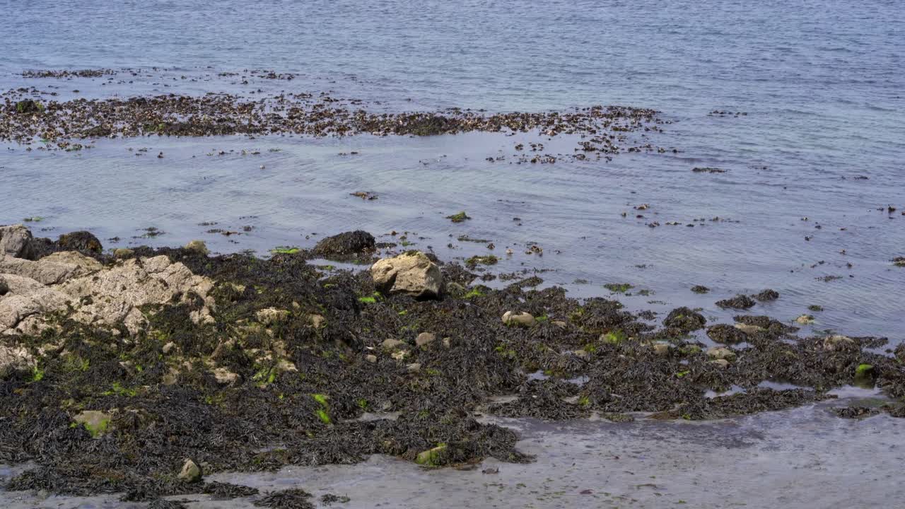 Seaweed on rocks at seashore blue sea lapping tide coming in