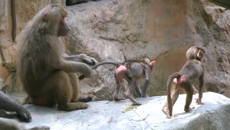 adult hamadryas baboon pulls tail of infant so it won't run away