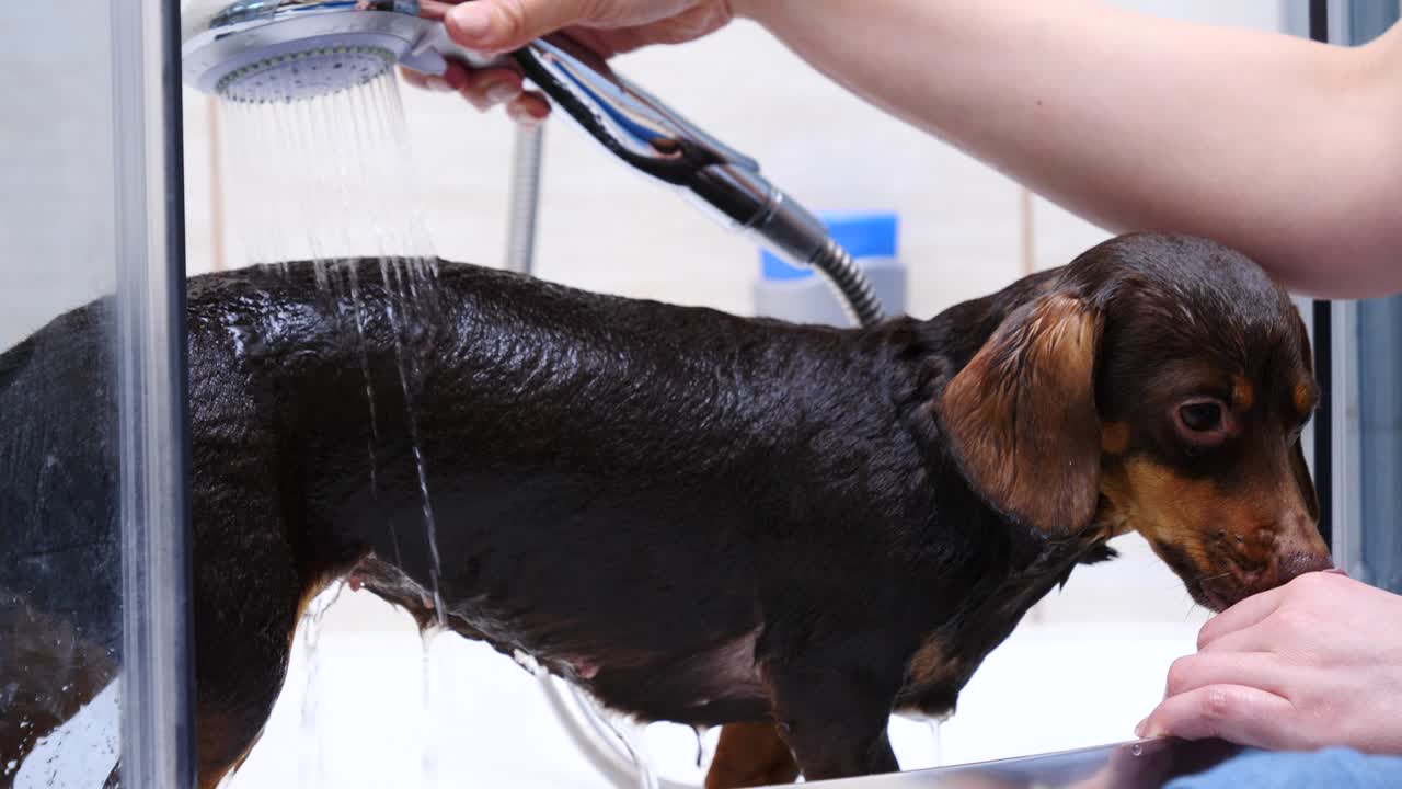 mujer lavando a su pequeño perro en el baño