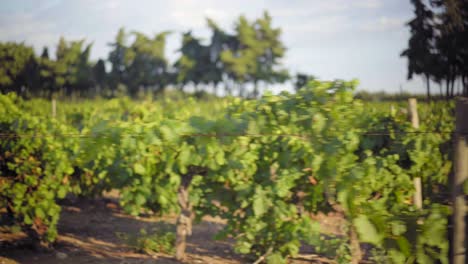 Sun-shining-on-a-green-vineyard-in-South-of-France,-grape-ready-to-harvest