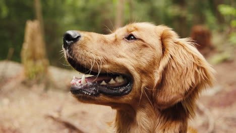 golden retriever puppy perfect smile in a forest trail