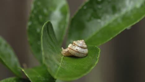 El-Caracol-De-Jardín-Emerge-Del-Caparazón-Y-Se-Desliza-A-Lo-Largo-De-La-Hoja.