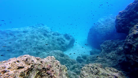 Slow-motion-shot-of-fishes-swimming-underneath-sea-and-capturing-aquatic-life-of-Greece