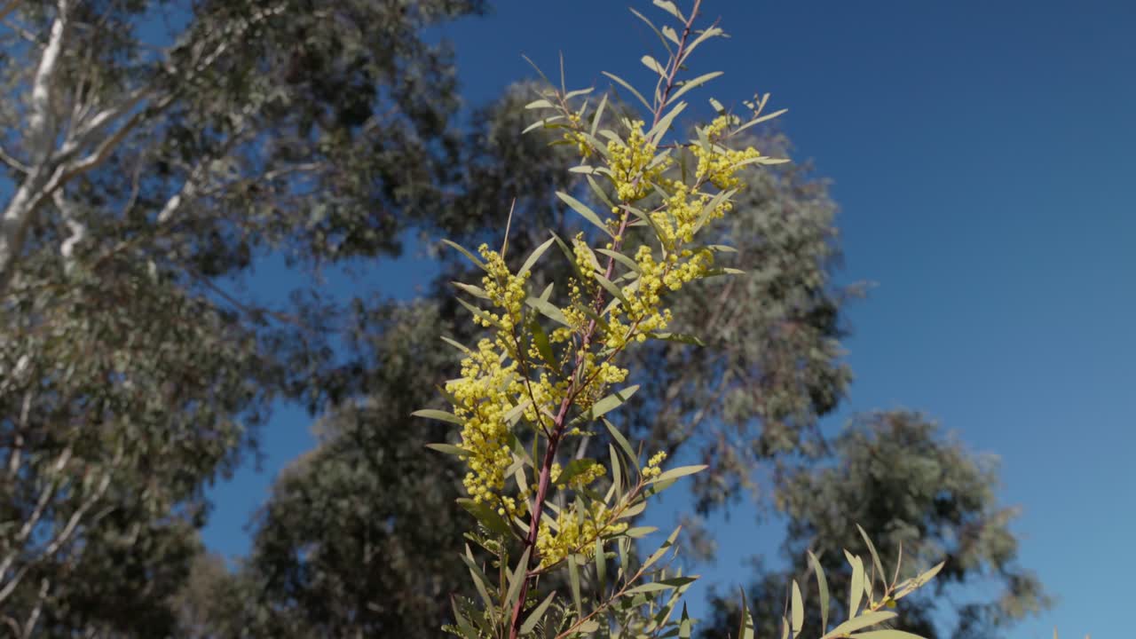 A branch of golden wattle blossoms contrasts vividly with a bright blue sky background