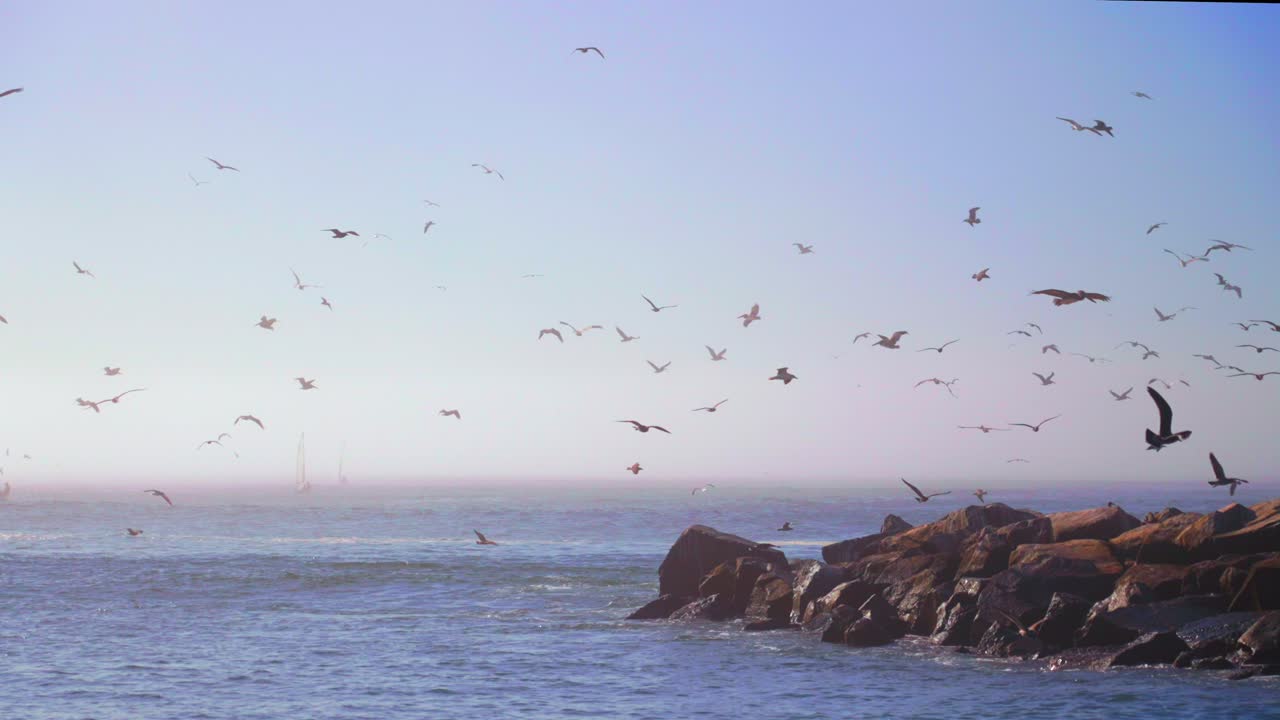 Santa Cruz Walton Lighthouse California hundreds of seagulls pelican birds mid flight slow motion mist sea fog early autumn fall morning Monterey Bay Seabright beach blue sky surf waves static shot