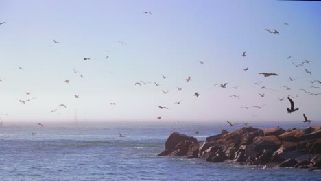 santa cruz walton lighthouse california hundreds of seagulls pelican birds mid flight slow motion mist sea fog early autumn fall morning monterey bay seabright beach blue sky surf waves static shot
