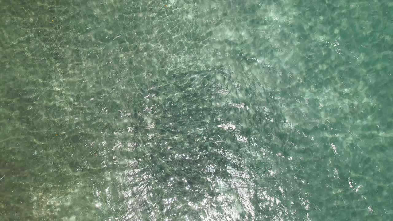 los grandes peces cardumen nadan en círculo bajo el agua el mar del caribe, el pez hueso los rocas