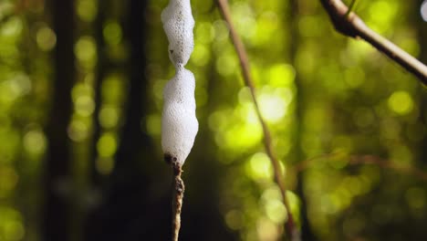 Spuckkäferschaum-Verstreut-über-Äste-Mit-Regenwald-Im-Bokeh