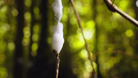 espuma de saliva esparcida sobre ramas con selva tropical en el bokeh