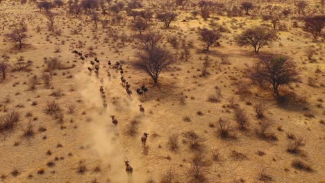 excellent drone aerial of black wildebeest running on the plains of africa namib desert namibia 6