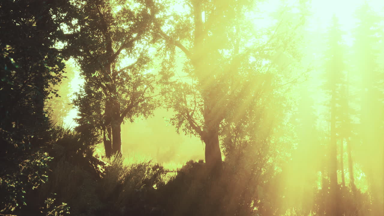 Sunlight filtering through trees creates a magical glow in a tranquil forest