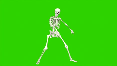 el baile del esqueleto. animación de bucle sin costuras en pantalla verde.