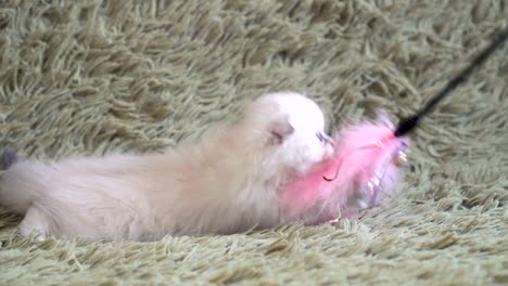 british shorthair kitten playing with feather toy on stick