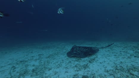 round ribbontail ray swim over sandy bottom (evening light)