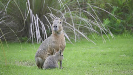 static view of adult female patagonian mara and its baby on grass