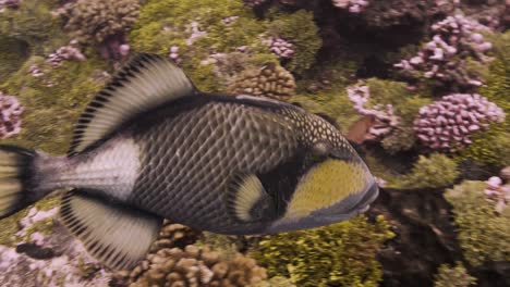 bif titan trigger fish s'approche, se rapproche dans les eaux claires sur un récif de corail tropical, l'archipel des tuamotu, la polynésie française, l'océan pacifique sud