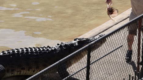 zoo staff feeding a crocodile with meat