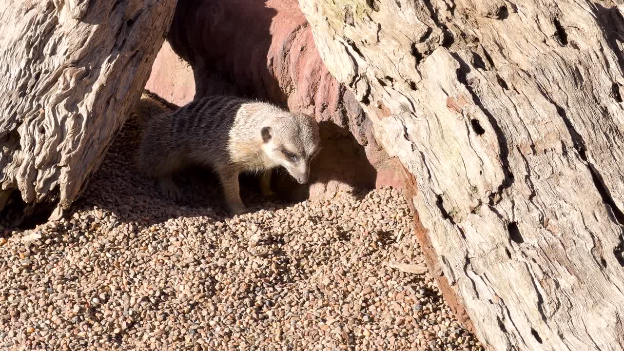 Un suricato esplora il suo habitat roccioso sotto la luce intensa del sole, cercando cibo vicino all'ingresso di una tana naturale.