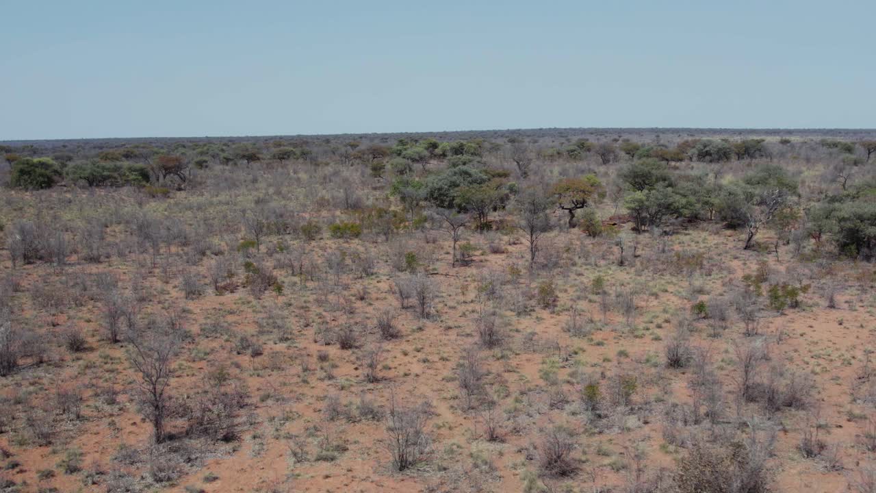 Panorama di deserto arido con alberi secchi e verdi nel Parco Nazionale dell'Altopiano di Waterberg, Namibia in Sudafrica.
