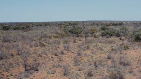 panorama of arid desert with dry and green trees at waterberg plateau national park, namibia in south africa